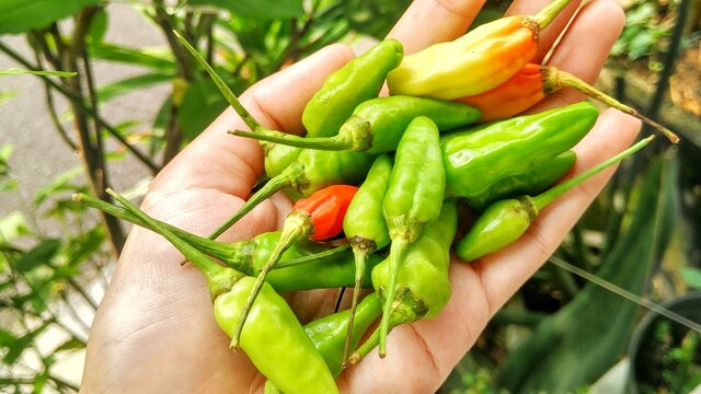 Small red, green and yellow chilies taste spicy, for a mixture of cooking. Capisicum frutescens, tropical plant