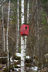Birdhouse on a white tree in the forest.