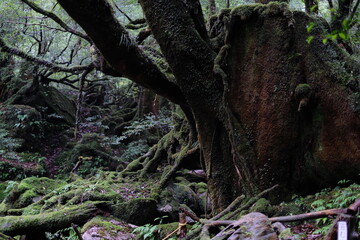 苔むす森