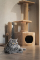 A British shorthaired tabby cat with yellow eyes lies on the floor near a scratching post. Portrait of a pet in a home interior. Cozy home concept.