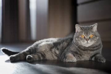 British shorthair tabby cat with yellow eyes lies on the floor. Portrait of a pet in a home...