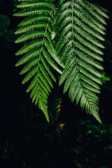 fern leaves