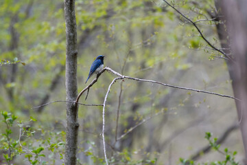 Blue-and-white flycatcher in a forest