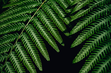 fern leaves