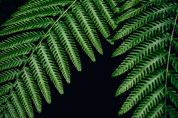 Fototapeta na wymiar Green fern natural background dark foliage tropical