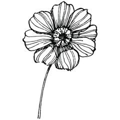 Cosmos flower by hand drawing. Cosmos floral logo or tattoo highly detailed in line art style. Black and white clip art isolated. Antique vintage engraving illustration for emblem. Herbal medicine.