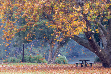 Autum leaves falling at Audley Picnic area in the Royal National Park, Sydney Australia