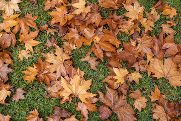 Autumn or Fall leaves laying on the ground