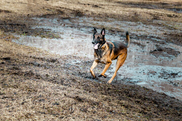 Naklejka na ściany i meble A Belgian Shepherd dog (Malinois) runs through the mud on a farm in the spring.