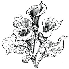 Tropical flower calla by hand drawing. Lilium  floral logo or tattoo highly detailed in line art style concept. Black and white clip art isolated. Antique vintage engraving illustration for emblem.
