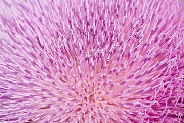 Macro Of Thistle Flower