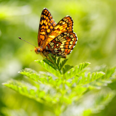 Northern Checkerspot butterfly perched on a plant. Foothills Park, Santa Clara County, California, USA.