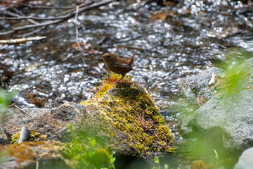 Winter wren on a stream