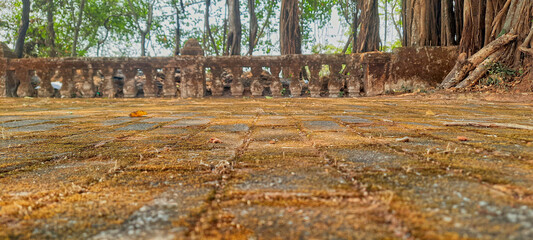 Moss Texture Near Banyan Tree