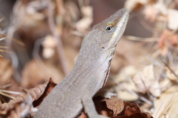 Lizard Macro