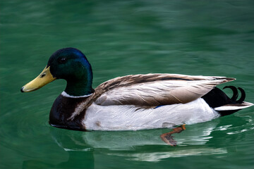 Wild drake swims in the water