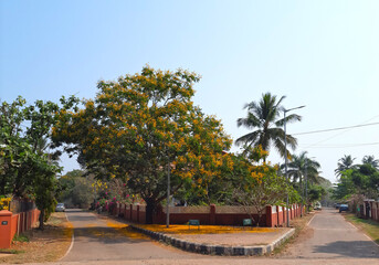 Crossroads with a Yellow Flowered Tree