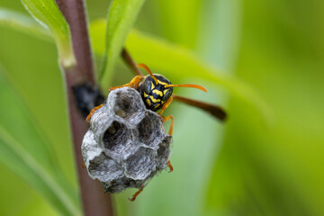 フタモンアシナガバチの女王蜂