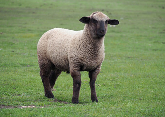 Young male suffolk breed in green meadow
