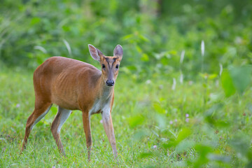 Muntiacus​ ​(Bark​deer)