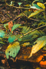 leaves and butterfly