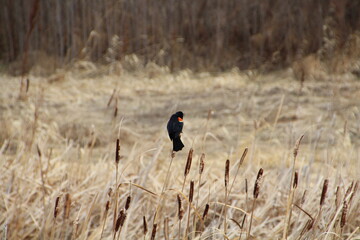 Bird Resting On The Cattail, Pylypow Wetlands, Edmonton, Alberta
