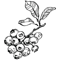 Blueberry hand drawing vintage clip art. berries logo or tattoo highly detailed in line art style concept. Black and white isolated. Antique vintage engraving illustration for emblem