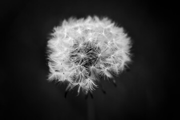 Close up of a dandelion head, Taraxacum, in black and white
