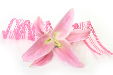 Fototapeta premium pink lily