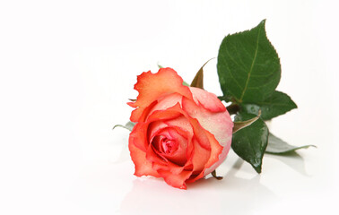 Beautiful rose on a white background