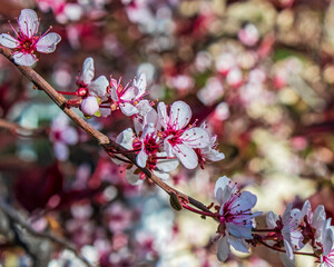 Sun hitting the blossoms on a Japanese Maple