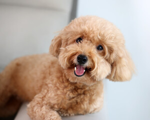 Small pet brown dog looking happy at camera