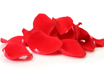 Scarlet petals of roses on a white background