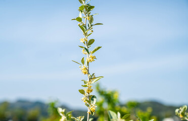 Obraz premium オリーブの花