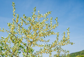 花咲くオリーブの木と青空