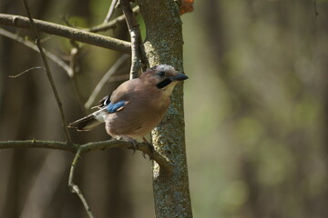 jay on a tree branch