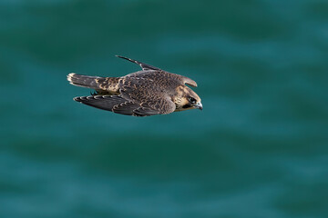 Peregrine falcon (Falco peregrinus)