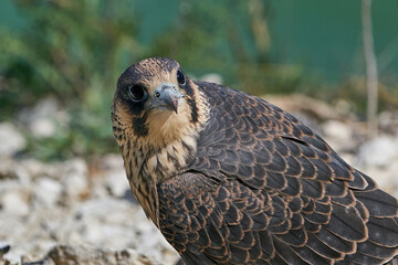 Peregrine falcon (Falco peregrinus)
