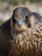 Peregrine falcon (Falco peregrinus)