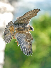 Peregrine falcon (Falco peregrinus)