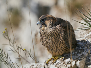 Peregrine falcon (Falco peregrinus)