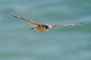 Peregrine falcon (Falco peregrinus)