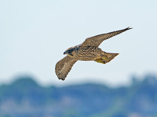 Peregrine falcon (Falco peregrinus)