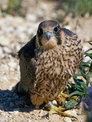 Peregrine falcon (Falco peregrinus)