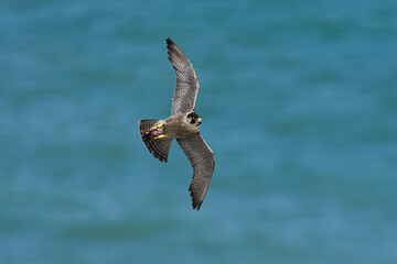 Peregrine falcon (Falco peregrinus)