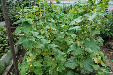 growing cucumbers in the garden. The growth and blooming of greenhouse cucumbers