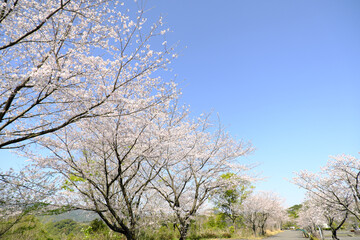 空に向かって伸びるソメイヨシノ
