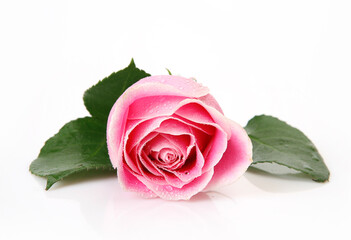 pink rose with green leaves on a white background