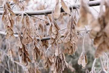 Maple seeds on a branch in hoarfrost.