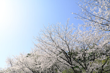 Fototapeta premium 太陽に照らされるソメイヨシノの花びら